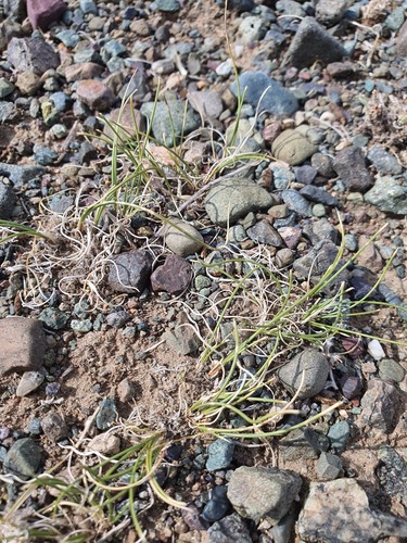Allium polyrhizum, photograph 6