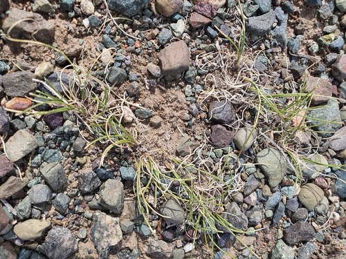 Allium polyrhizum, photograph 5