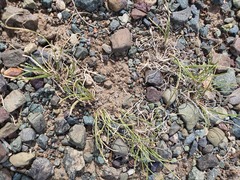 Allium polyrhizum, photograph (c) Urgamal Magsar, some rights reserved (CC BY)