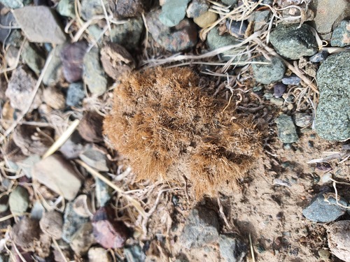 Allium polyrhizum, photograph 4