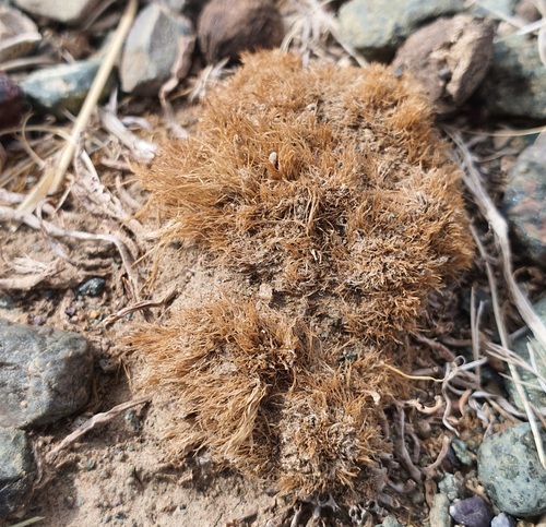 Allium polyrhizum, photograph 3
