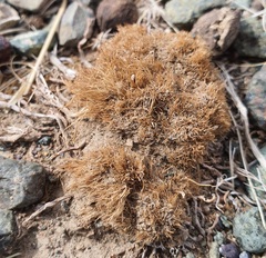 Allium polyrhizum, photograph (c) Urgamal Magsar, some rights reserved (CC BY)