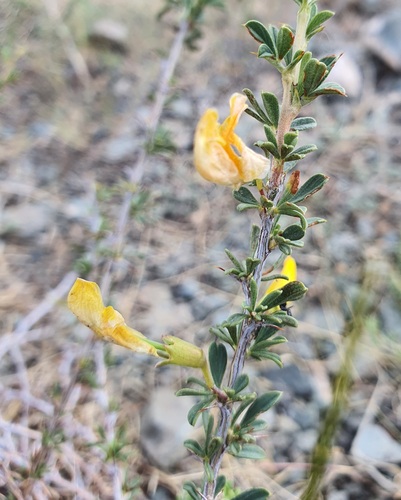 Caragana pygmaea, photograph 3