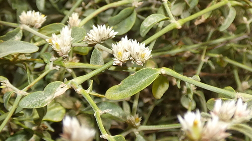 Alternanthera halimifolia observed 2026-07-08