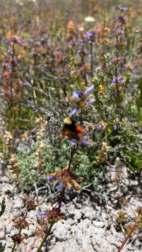 iNaturalist observation photo of Bumble Bees
