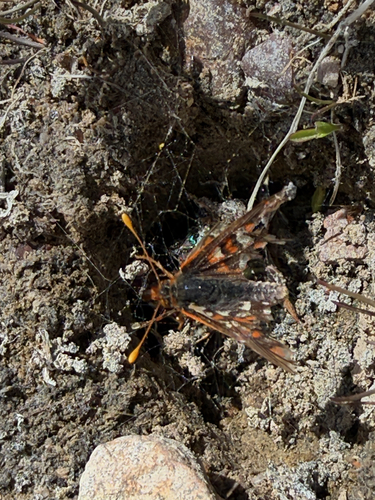 iNaturalist observation photo of Edith's Checkerspot