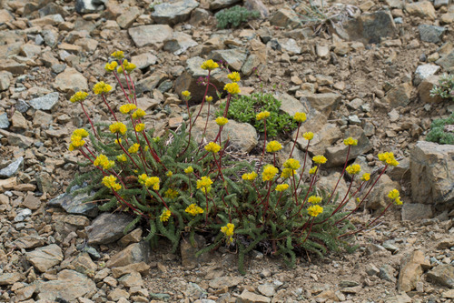 Potentilla gordonii, photograph 5