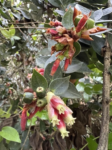 Cavendishia bracteata, photograph 1