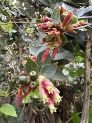 Cavendishia bracteata
