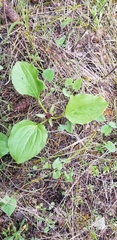 Trillium petiolatum