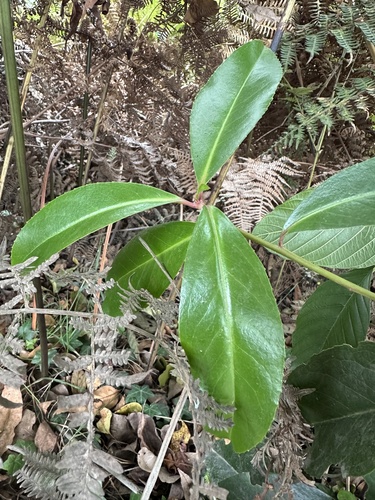 Maytenus laxiflora, photograph 2