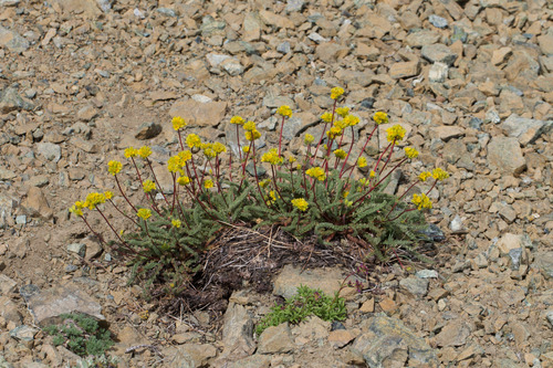 Potentilla gordonii, photograph 6