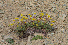 Potentilla gordonii, photograph Arvel Hernandez, CC BY, iNaturalist via GBIF