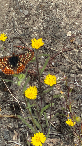 iNaturalist observation photo of Edith's Checkerspot