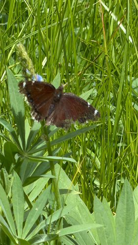 iNaturalist observation photo of Mourning Cloak