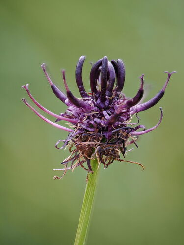 Phyteuma nigrum, 2026-07-07