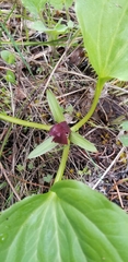 Trillium petiolatum