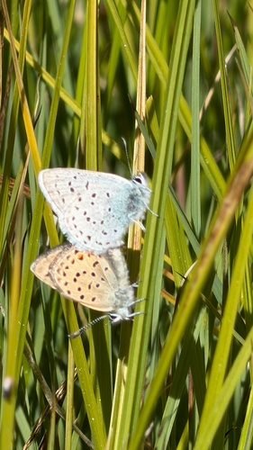 iNaturalist observation photo of Greenish Blue