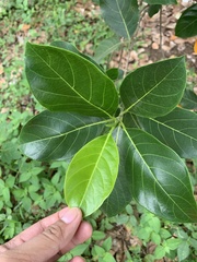 Artocarpus heterophyllus