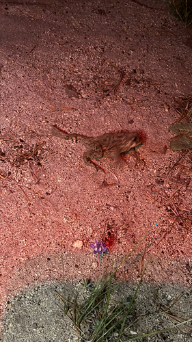 iNaturalist observation photo of North American Toads