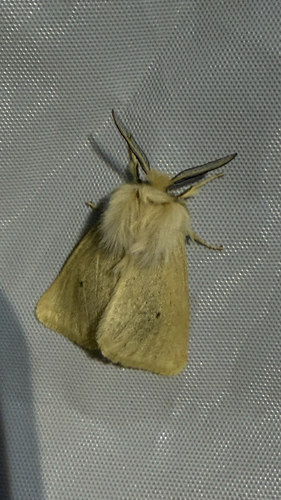 iNaturalist observation photo of Wandering Tiger Moth