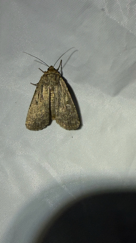 iNaturalist observation photo of Noctuini