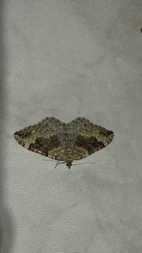 iNaturalist observation photo of Carpet Moths