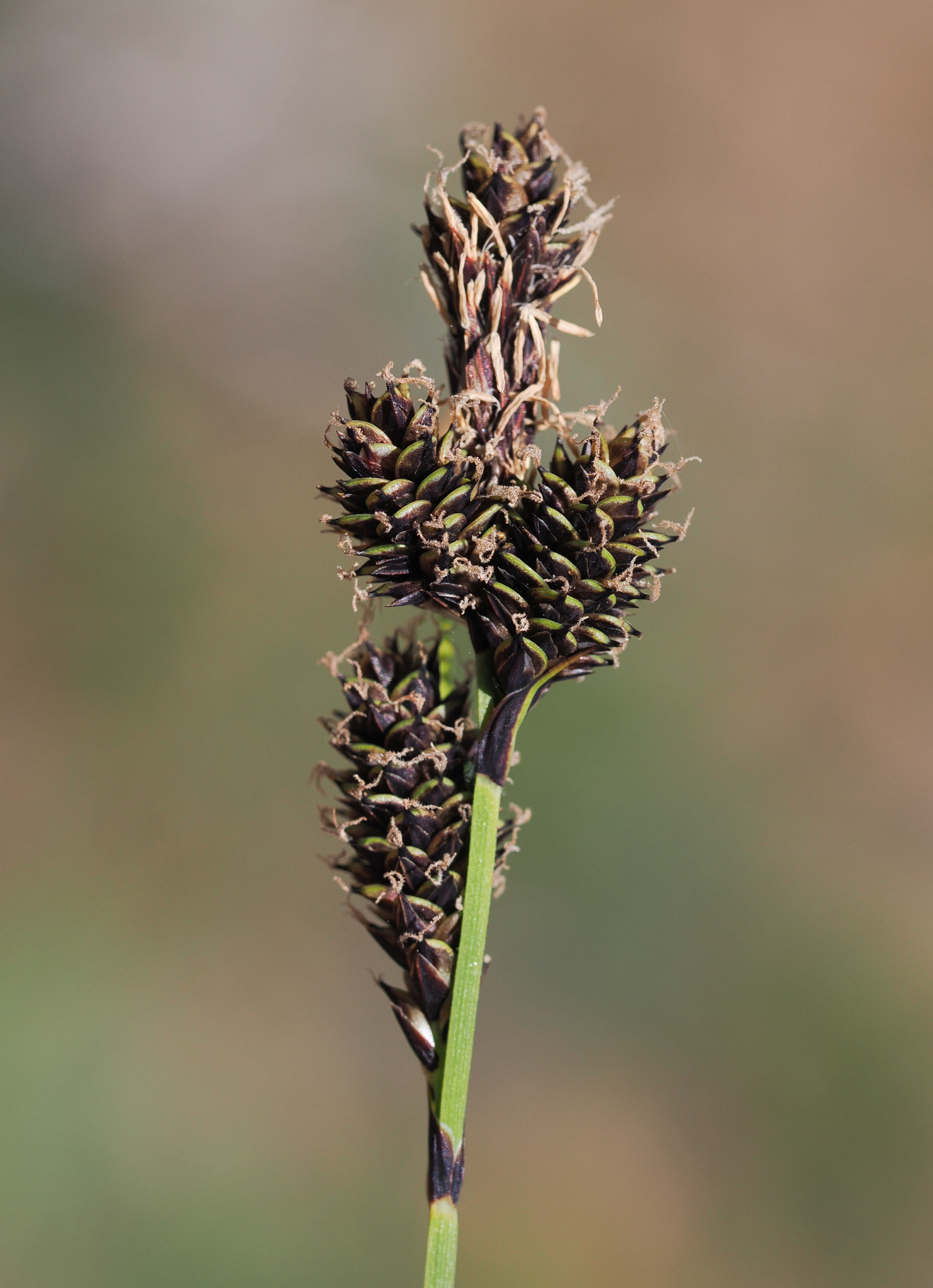 Carex heteroneura