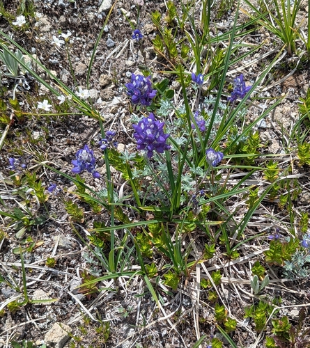 Lupinus lyallii observed 2026-07-07
