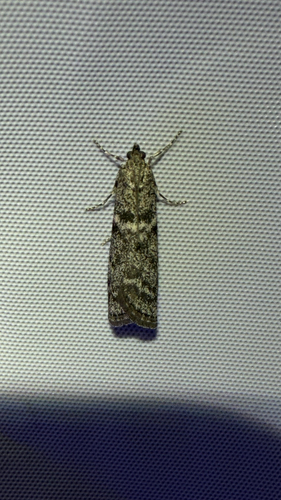 iNaturalist observation photo of Pyralid Snout Moths