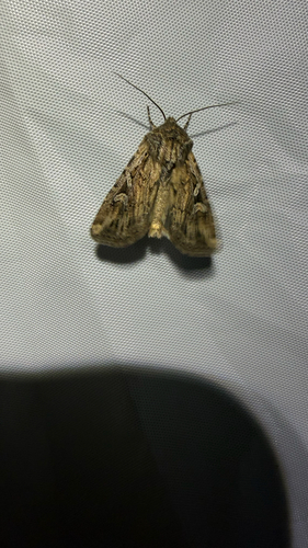 iNaturalist observation photo of Army Cutworm Moth
