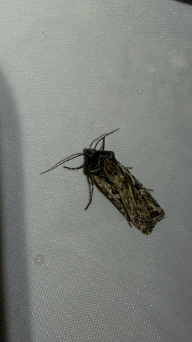 iNaturalist observation photo of Cutworms and Dart Moths