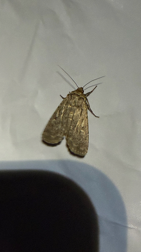 iNaturalist observation photo of Noctuini