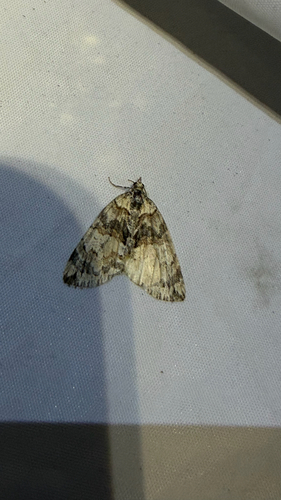 iNaturalist observation photo of Geometer Moths