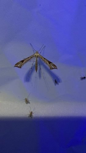 iNaturalist observation photo of Platyptiliini