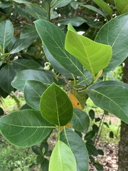 Artocarpus heterophyllus