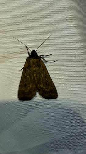 iNaturalist observation photo of Noctuini