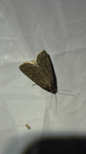 iNaturalist observation photo of Butterflies and Moths
