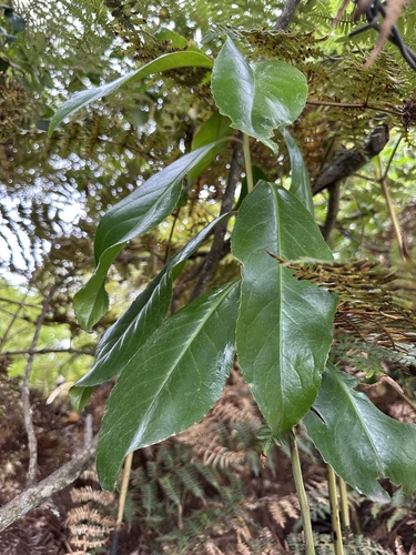 Maytenus laxiflora