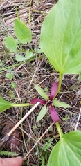 Trillium petiolatum