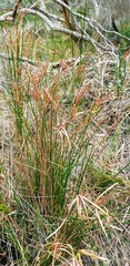Cyperus vaginatus