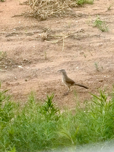 Curve-billed Thrasher