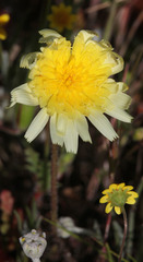 Malacothrix californica