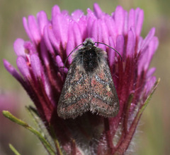 Schinia pulchripennis
