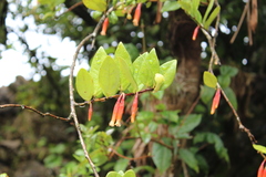 Macleania insignis