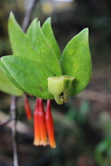 Macleania insignis