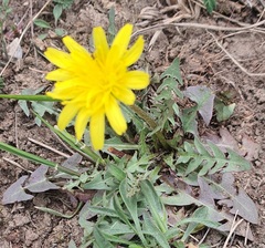 Taraxacum erythrospermum, photograph (c) Urgamal Magsar, some rights reserved (CC BY)