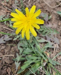 Taraxacum erythrospermum, photograph (c) Urgamal Magsar, some rights reserved (CC BY)