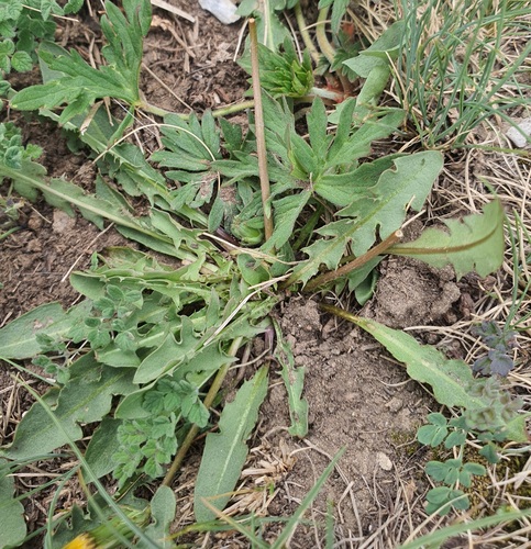 Taraxacum erythrospermum, photograph 4