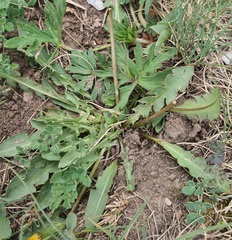 Taraxacum erythrospermum, photograph (c) Urgamal Magsar, some rights reserved (CC BY)